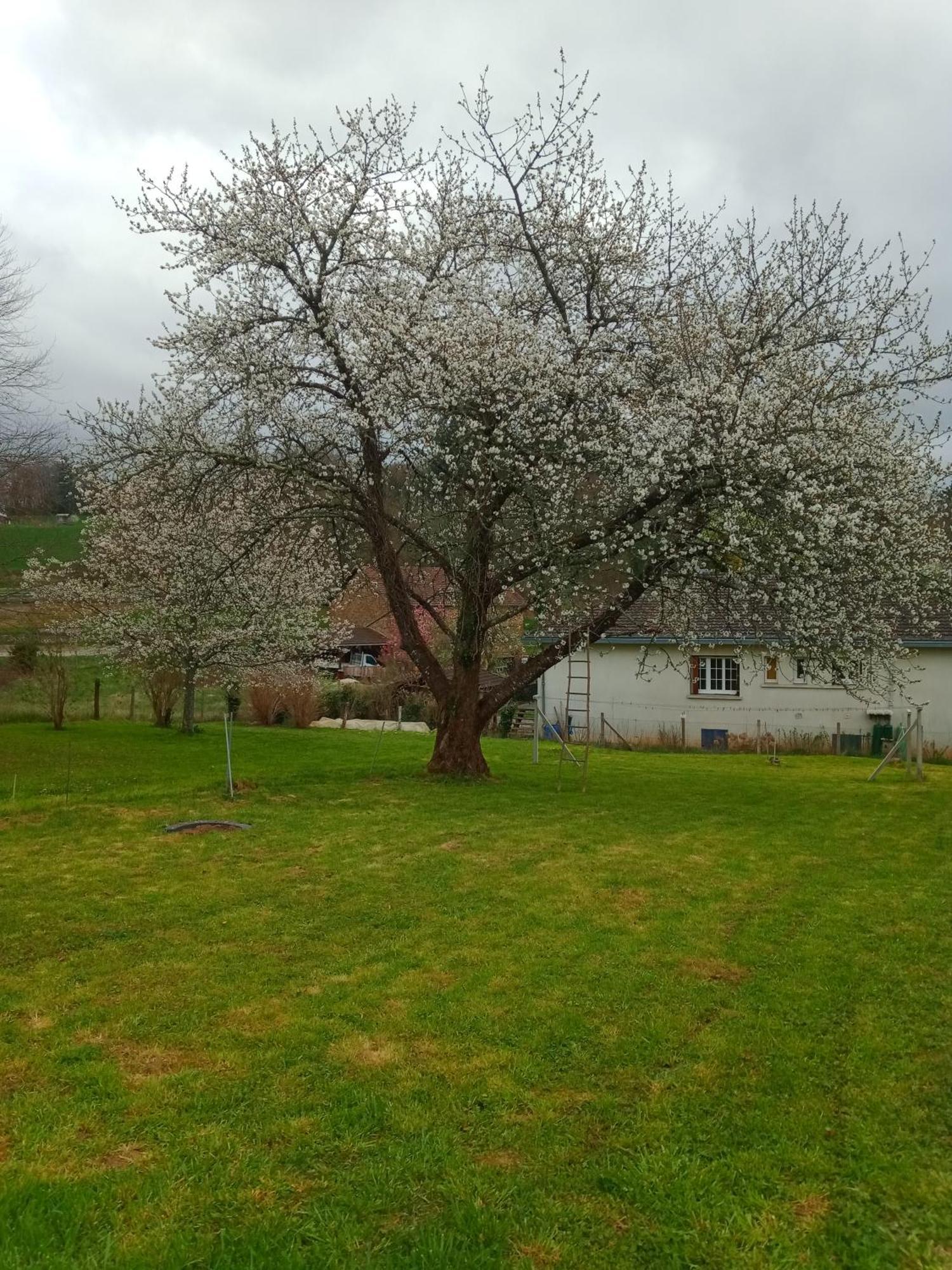 Cherry Blossom House Bujaleuf Zewnętrze zdjęcie